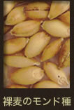 裸麦のモンド種